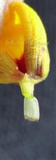 Ray floret